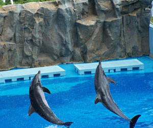 纯玩香港迪士尼乐园+海洋公园5日游(港去港回)